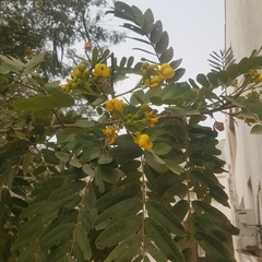Senna siamea