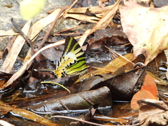 Graphium antiphates
