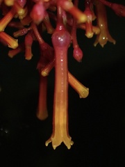 Palicourea sodiroi