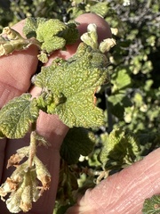 Ribes indecorum