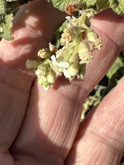Ribes indecorum