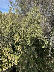 Ribes indecorum