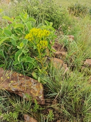Kalanchoe paniculata