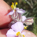Chaenostoma caeruleum - Photo 由 Chris Vynbos 所上傳的 (c) Chris Vynbos，保留部份權利CC BY-SA