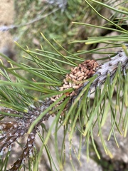 Acantholyda hieroglyphica