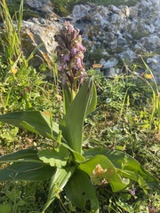 Himantoglossum robertianum