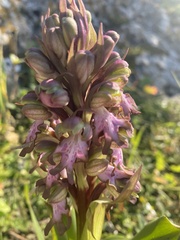 Himantoglossum robertianum