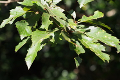 Quercus serrata