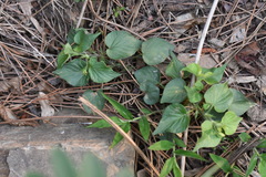 Viola acuminata