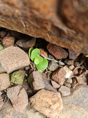 Crassula swaziensis