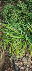 Carex pendula