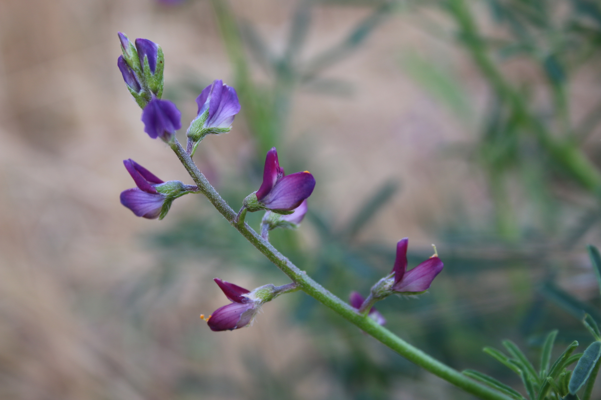 Lupinus truncatus