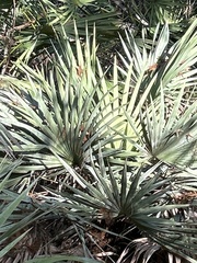 Serenoa repens