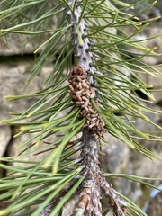 Acantholyda hieroglyphica