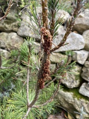 Acantholyda hieroglyphica