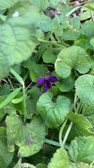 Viola odorata