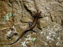 Plethodon petraeus