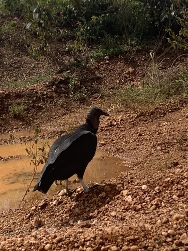 Black Vulture