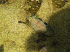 Thalamitinae
