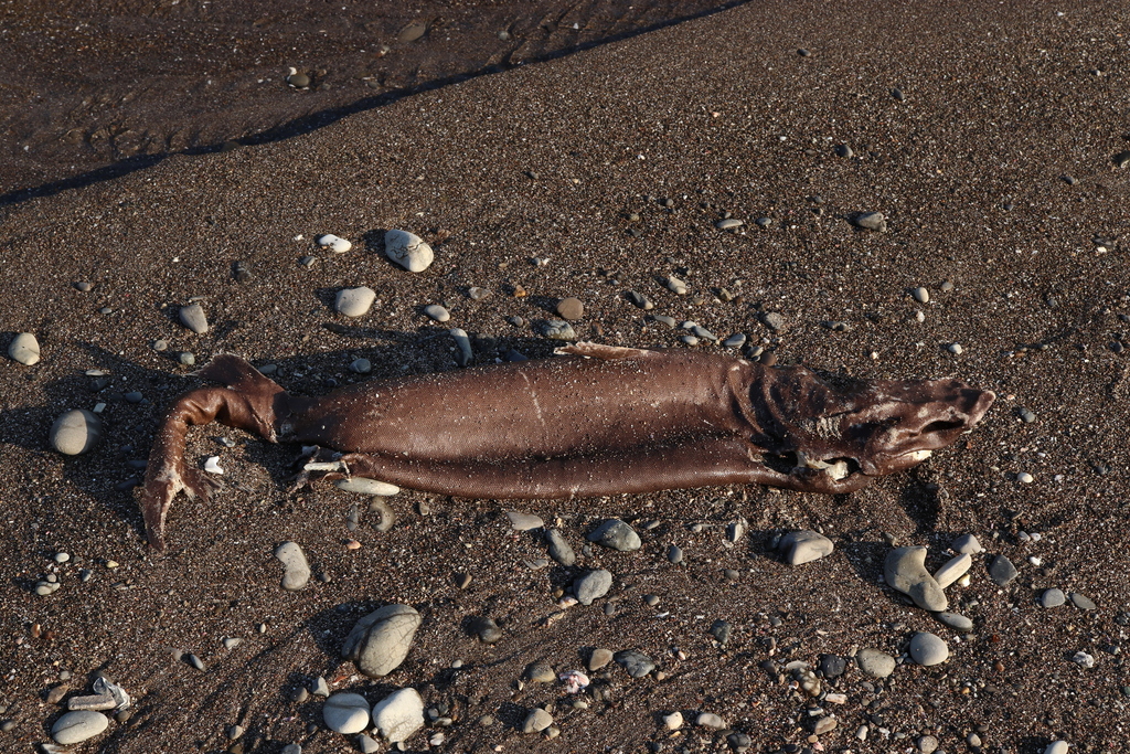 Portuguese Dogfish