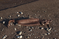 Centroscymnus coelolepis