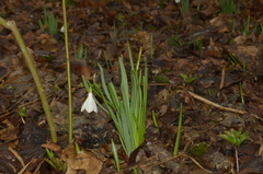 Galanthus angustifolius