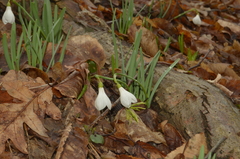 Galanthus angustifolius