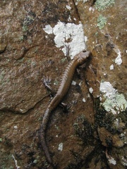 Plethodon petraeus