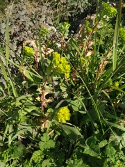 Euphorbia helioscopia