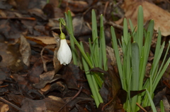 Galanthus angustifolius