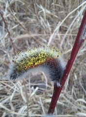 Salix gracilistyla