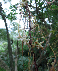 Cuscuta japonica