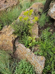 Kalanchoe paniculata