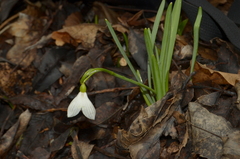 Galanthus angustifolius