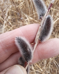 Salix gracilistyla