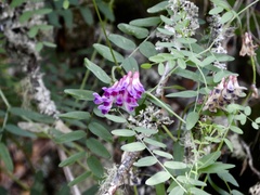 Vicia nigricans