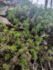 Polytrichum
