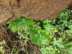 Streptocarpus vandeleurii