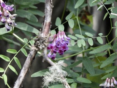Vicia nigricans