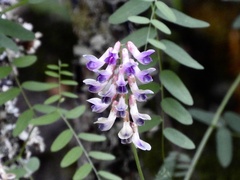 Vicia nigricans