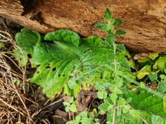 Streptocarpus vandeleurii