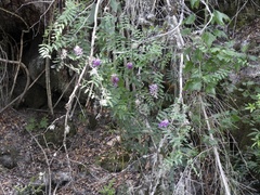 Vicia nigricans