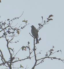 Pycnonotus cafer