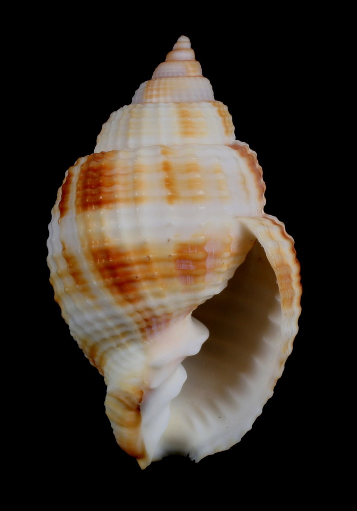 Common Nutmeg (Marine Shells of Fort Pickens, Gulf Islands National