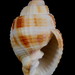 Cancellaria reticulata - Photo (c) Shellnut, μερικά δικαιώματα διατηρούνται (CC BY-SA)