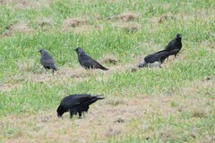 Corvus dauuricus