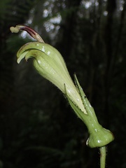 Centropogon nigricans