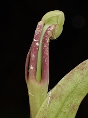 Centropogon nigricans