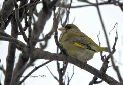 Chloris chloris