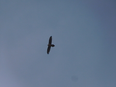 Gypaetus barbatus barbatus